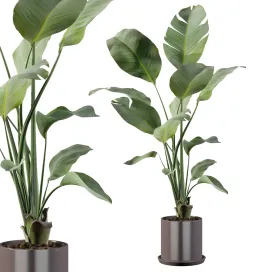 Plants collection strelitzia